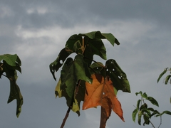 Croton gossypiifolius