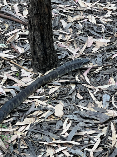 Tiger Snake sighting