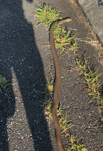 Eastern Brown Snake sighting