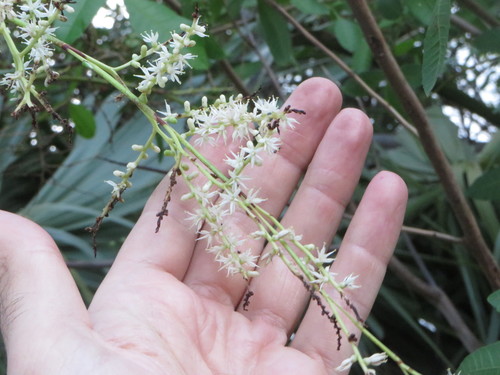 Cabbage palmetto (Sabal palmetto)