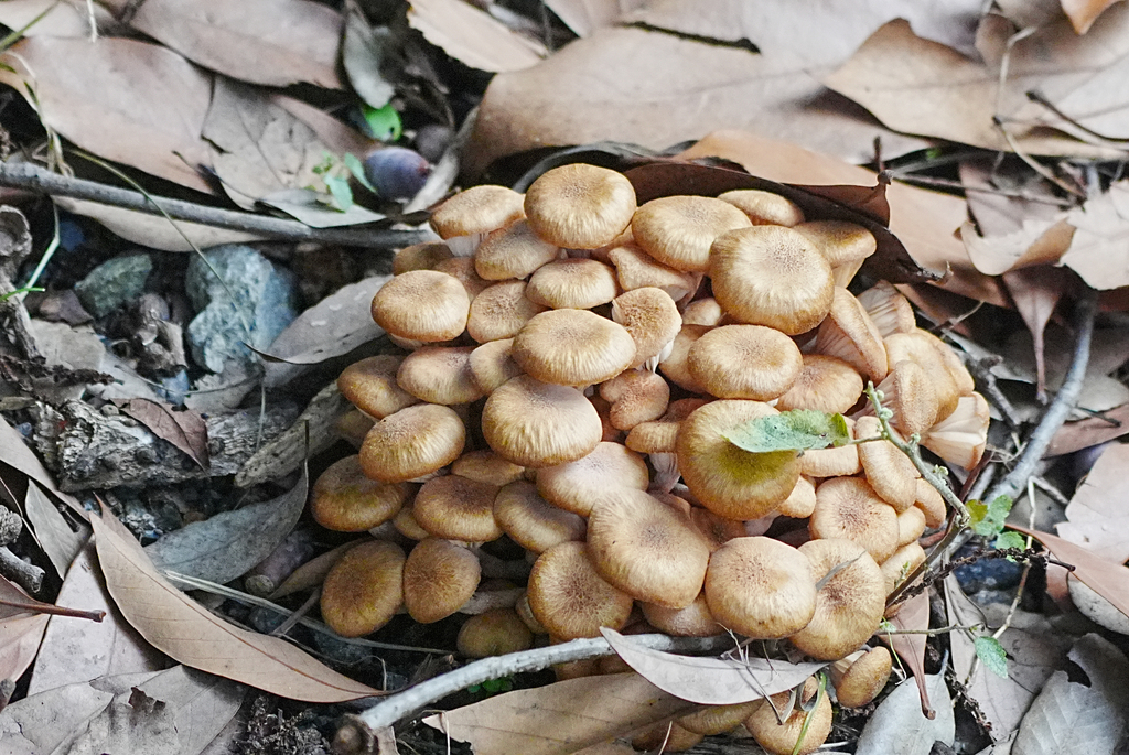 Desarmillaria tabescens · September 2025 · photo: © tbc_watanabe (iNaturalist, cc-by-sa)