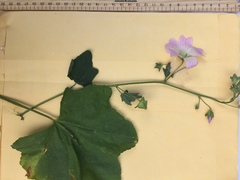 Malva weinmanniana