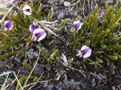 Carmichaelia corrugata