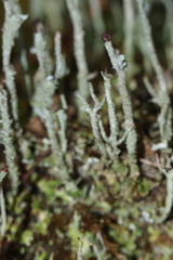 Cladonia rei