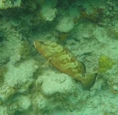 Epinephelus guttatus