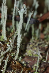 Cladonia rei