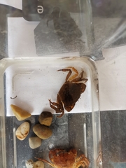 Cryptopotamon anacoluthon