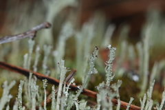 Cladonia rei