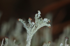 Cladonia rei