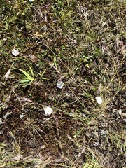 Convolvulus waitaha