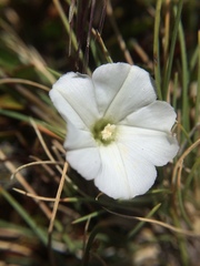 Convolvulus waitaha