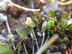 Convolvulus waitaha