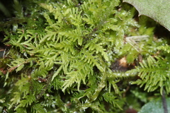 Thuidium recognitum