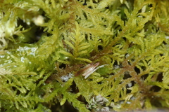 Thuidium recognitum