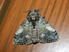 Dasychira vagans