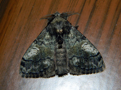 Dasychira vagans