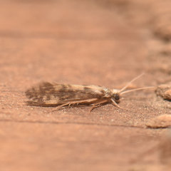 Agraylea multipunctata