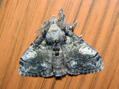 Dasychira vagans