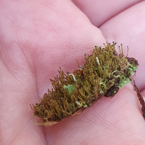 Heller's Notchwort (Crossocalyx hellerianus)