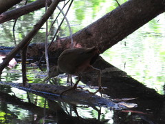 Amaurornis moluccana