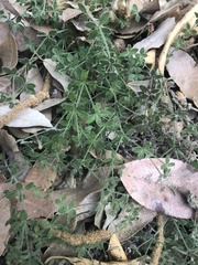 Galium californicum