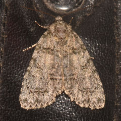 Acronicta tristis