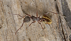 Dolichoderus extensispinus