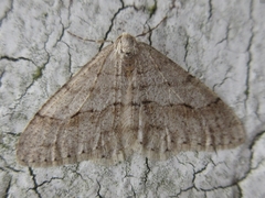 Larerannis orthogrammaria