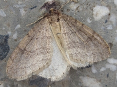 Operophtera brunnea