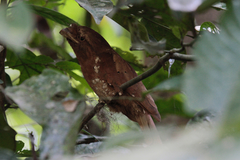 Batrachostomus moniliger