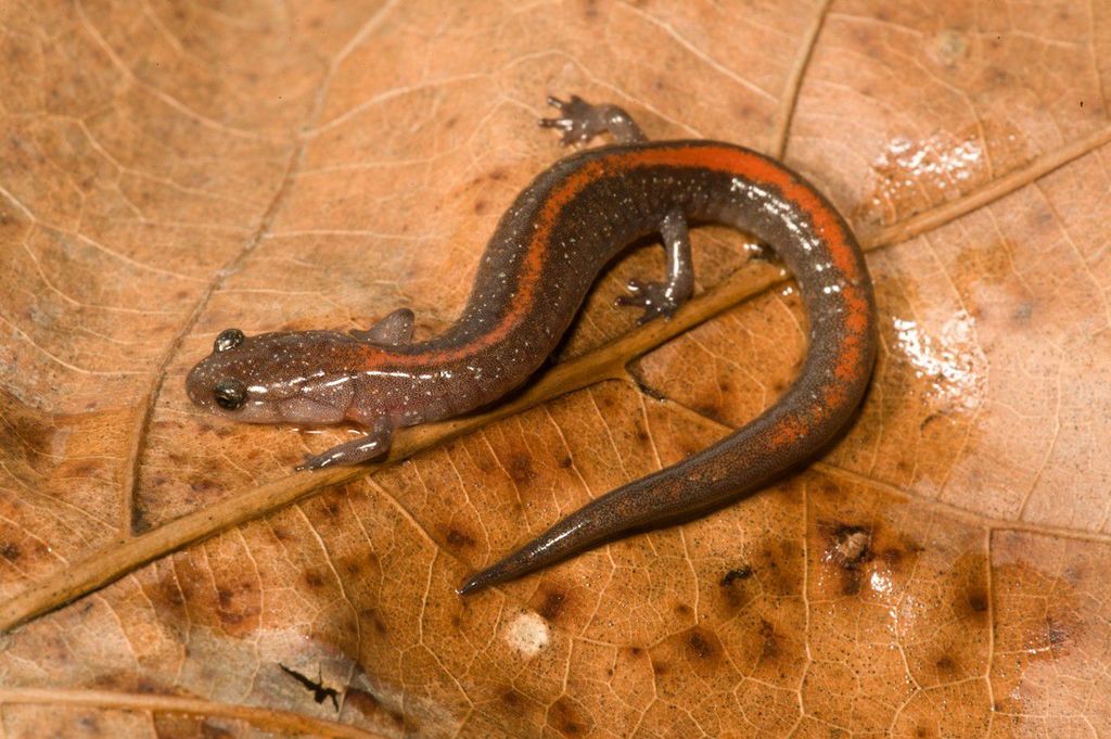 Ozark Zigzag Salamander