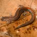 Ozark Zigzag Salamander - Photo (c) Kory Roberts, some rights reserved (CC BY-NC), uploaded by Kory Roberts