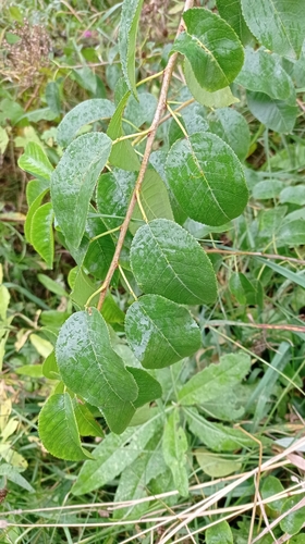 Наблюдение на iNaturalist
