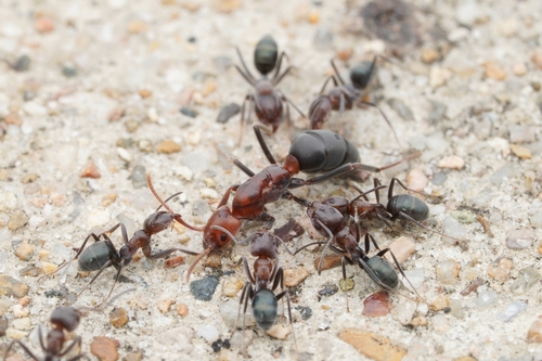 Shining Coconut Ant photo 4