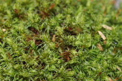 Ulota coarctata