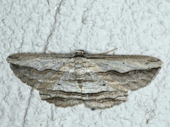Euphronarcha luxaria