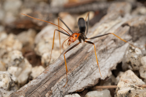 Leptomyrmex ruficeps