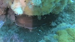 Lotella rhacina