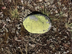 Rhizocarpon geographicum
