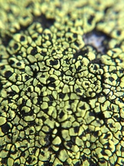Rhizocarpon geographicum