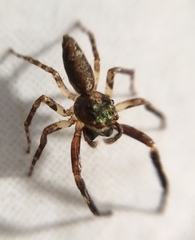 Pseudemathis trifida