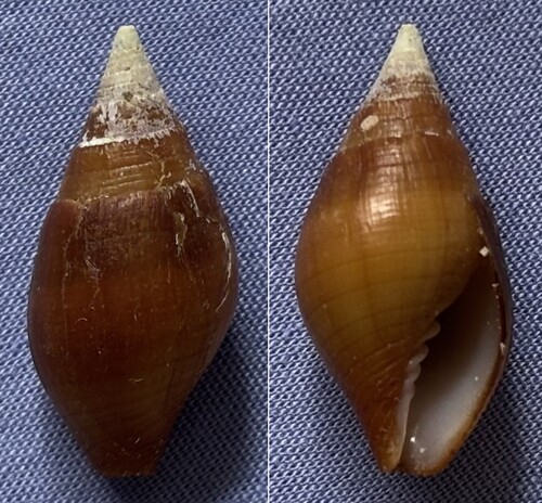 Nebularia fastigium observed 2022-08-24