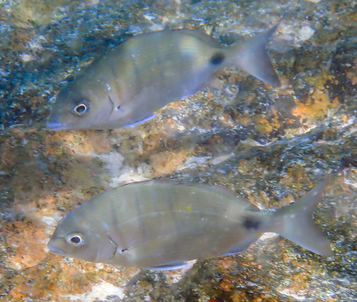 Diplodus cadenati