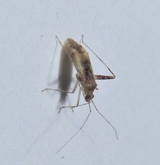Phytocoris eximius