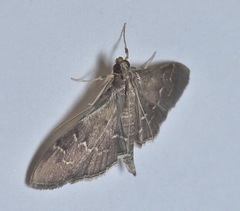 Pilocrocis ramentalis