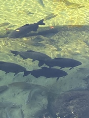 Colossoma macropomum