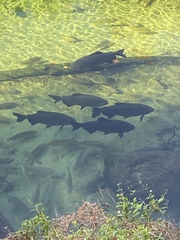 Colossoma macropomum