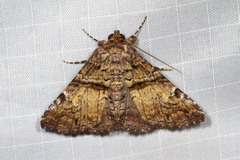 Metria amella