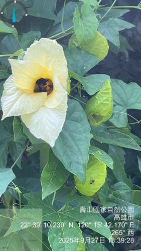 Momordica cochinchinensis