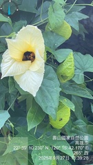 Momordica cochinchinensis